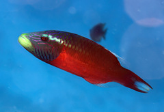 Oxycheilinus digramma