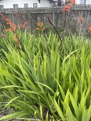 Chasmanthe aethiopica