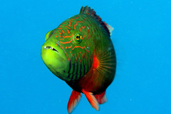 Oxycheilinus digramma