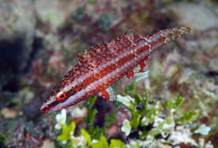 Oxycheilinus digramma