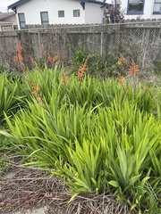 Chasmanthe aethiopica