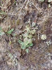 Actiniopteris radiata