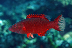 Oxycheilinus digramma