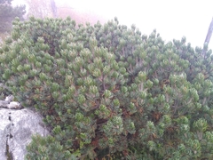 Pinus culminicola