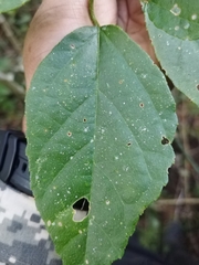 Bernardia dodecandra