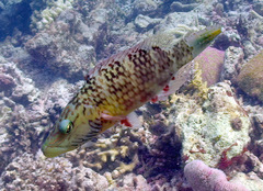 Oxycheilinus digramma