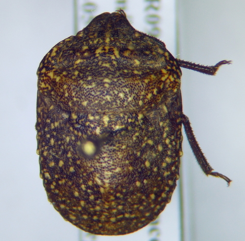 Punctuated scutellerid bug
