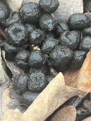 Capreolus capreolus