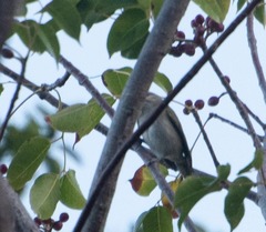 Vireo altiloquus