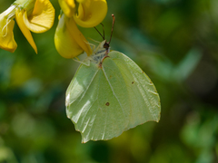 Gonepteryx farinosa