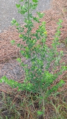 Genista monspessulana