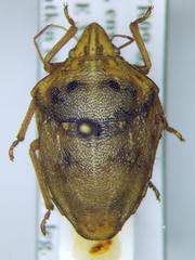 Odontotarsus impictus