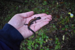 Plethodon yonahlossee