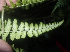 Dryopteris guanchica