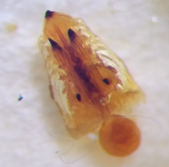 Odontotarsus impictus
