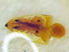 Odontotarsus impictus