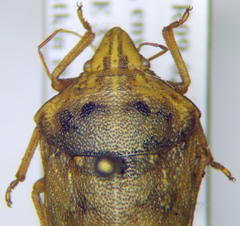 Odontotarsus impictus
