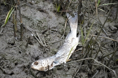 Leiostomus xanthurus