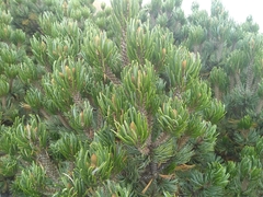 Pinus culminicola