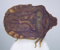 Leprosoma tuberculatum