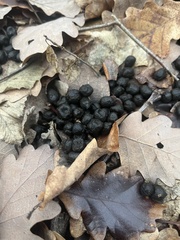 Capreolus capreolus