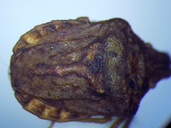 Leprosoma tuberculatum