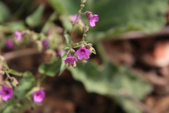 Mirabilis oxybaphoides