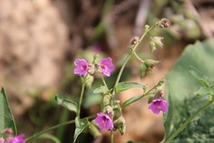 Mirabilis oxybaphoides