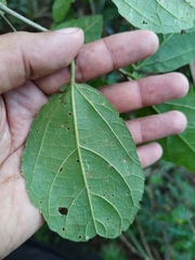 Bernardia dodecandra
