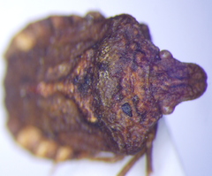 Leprosoma tuberculatum