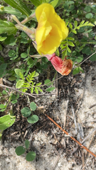Oenothera drummondii