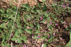 Mirabilis oxybaphoides