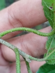 Bernardia dodecandra