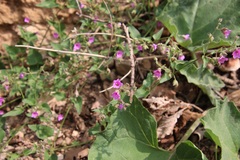 Mirabilis oxybaphoides