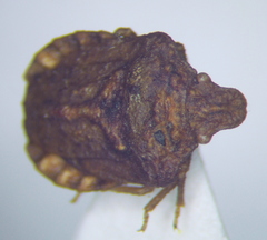 Leprosoma tuberculatum