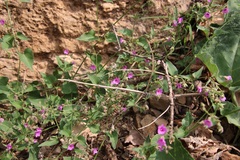 Mirabilis oxybaphoides