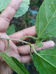 Bernardia dodecandra