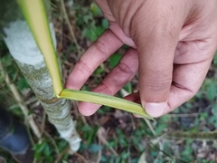 Bernardia dodecandra