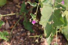 Mirabilis oxybaphoides