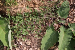 Mirabilis oxybaphoides