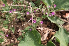 Mirabilis oxybaphoides