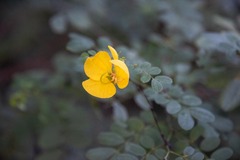 Senna bicapsularis