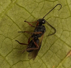Schizoprymnus