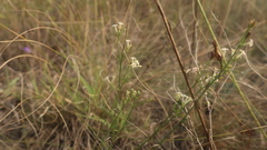 Asperula tenella