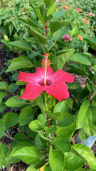 Hibiscus rosa-sinensis