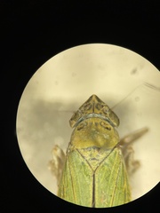 Draeculacephala inscripta