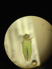 Draeculacephala inscripta