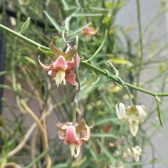 Araujia angustifolia