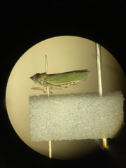Draeculacephala inscripta