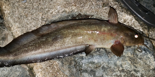 Cobbler (Paraplotosus albilabris) — Plotosidae — 3